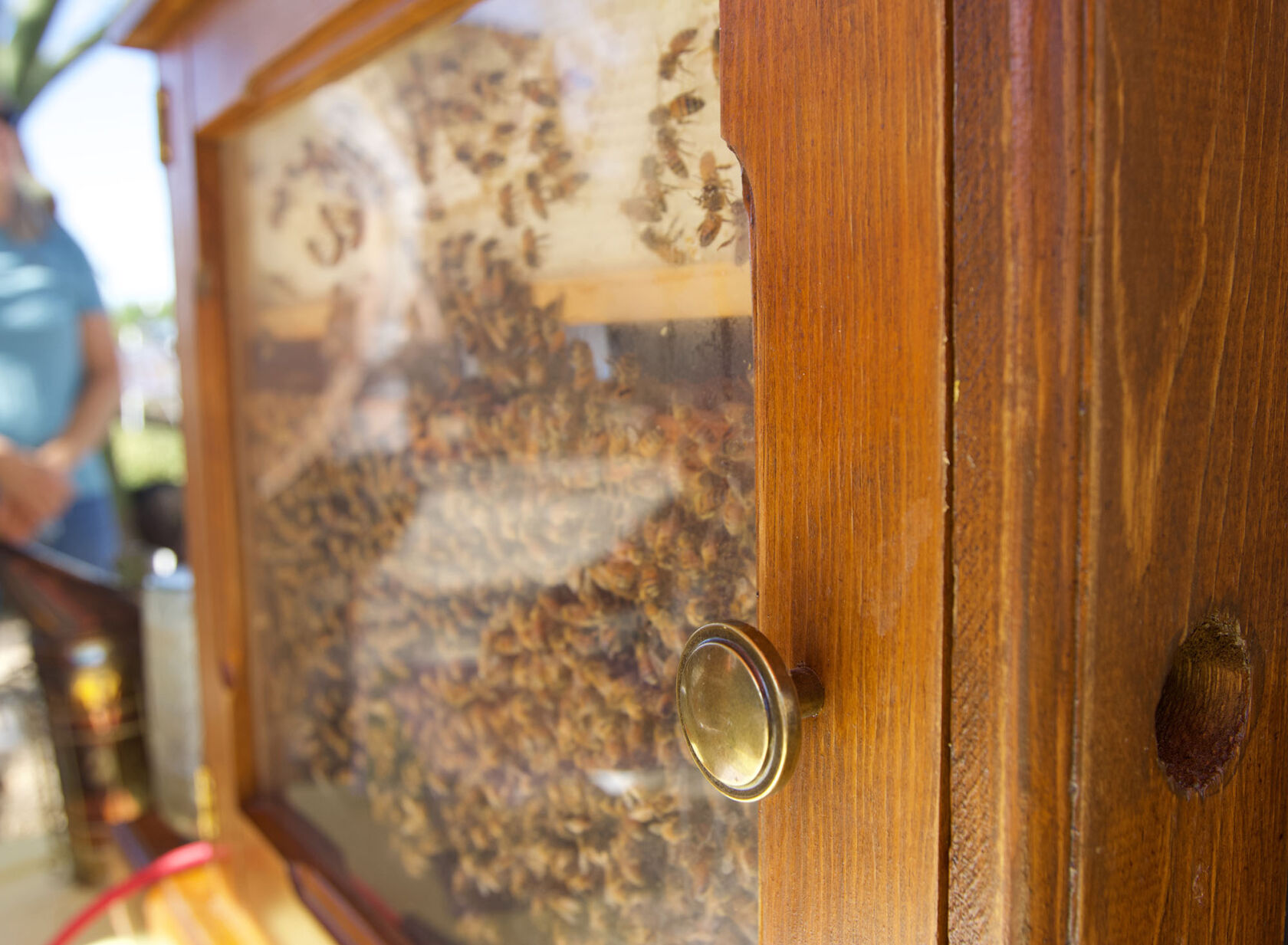 Gardening helps protect threatened bees in Arizona